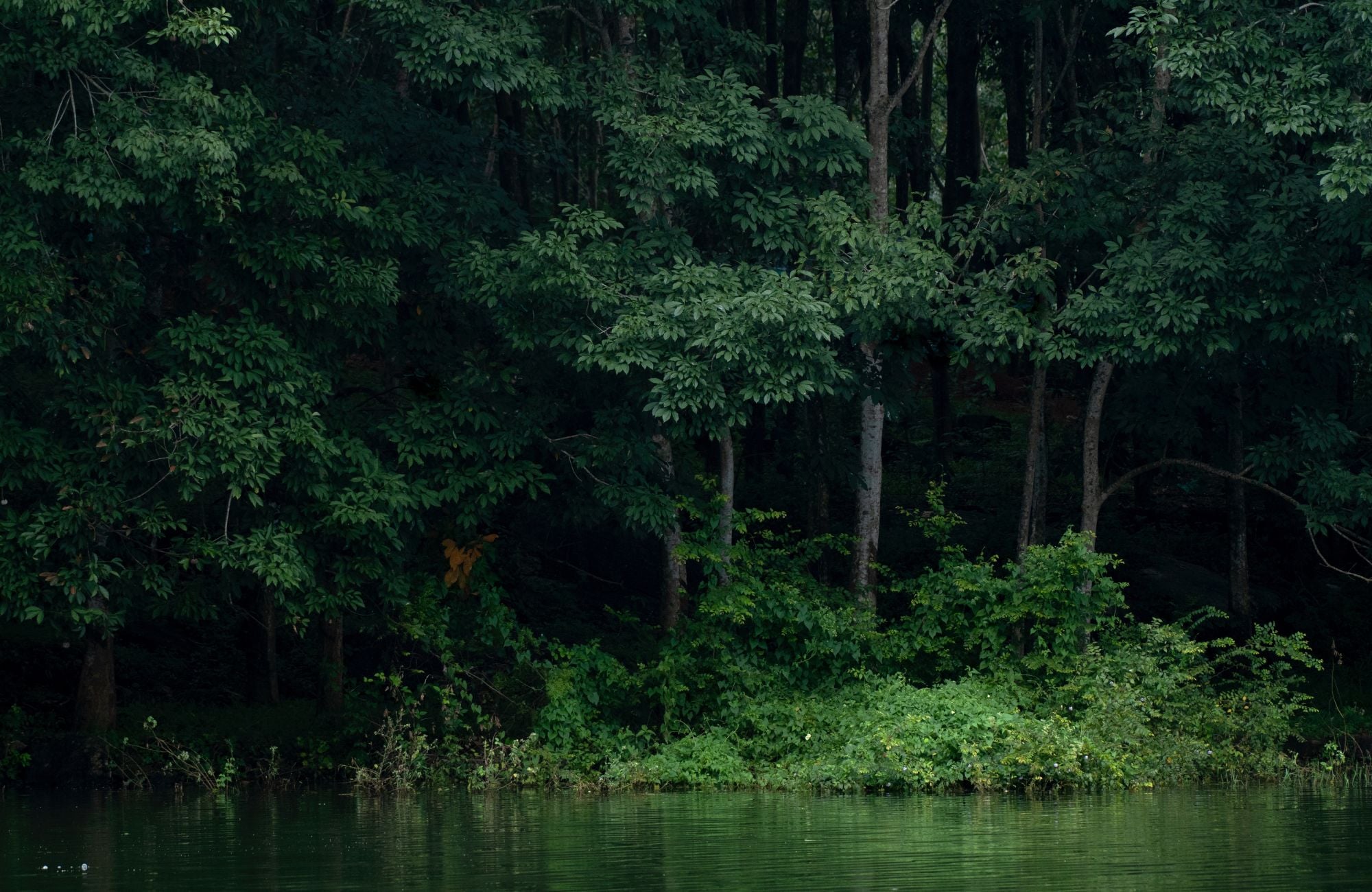 green trees in india